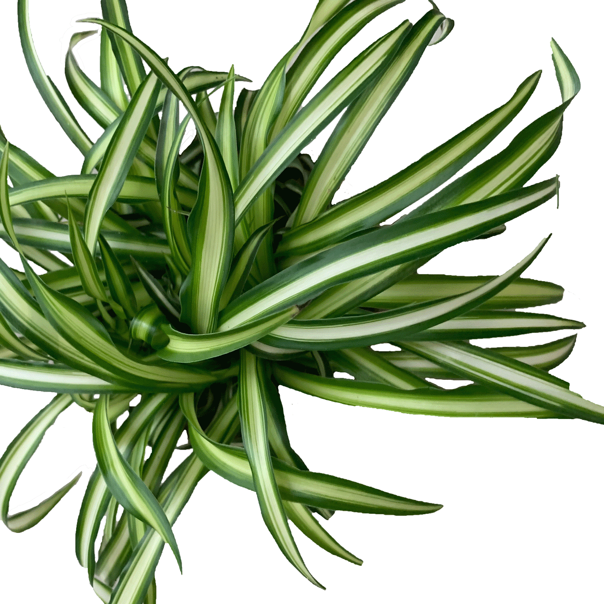 Chlorophytum com Atlantic - 2.5" Succulent