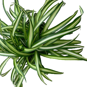Chlorophytum com Atlantic - 2.5" Succulent