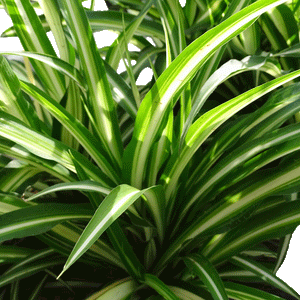 Chlorophytum com Maria - 2.5” Houseplants