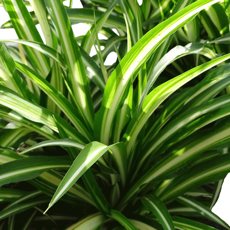 Chlorophytum com Maria - 2.5” Houseplants