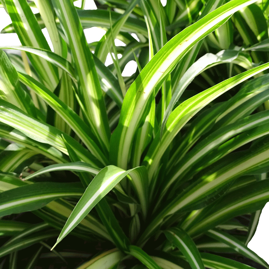 Chlorophytum com Maria - 4" Houseplants