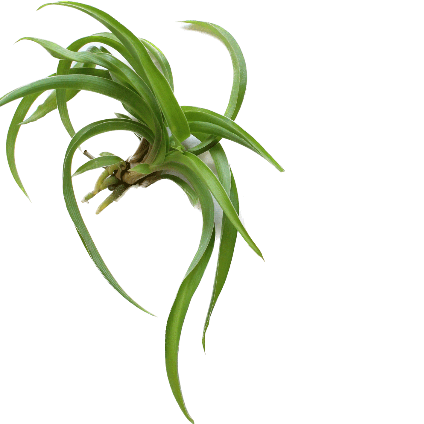 Chlorophytum com Bonnie Green - 4" Houseplants