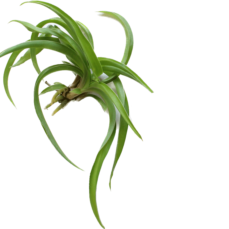 Chlorophytum com Bonnie Green - 4" Houseplants
