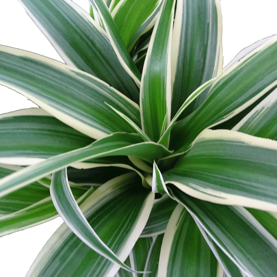 Chlorophytum Ocean Reverse - 4" Houseplants