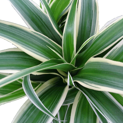 Chlorophytum Ocean Reverse - 4" Houseplants