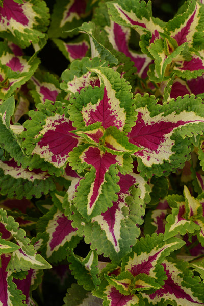 Coleus Wizard Rose - 4 Pack Annual