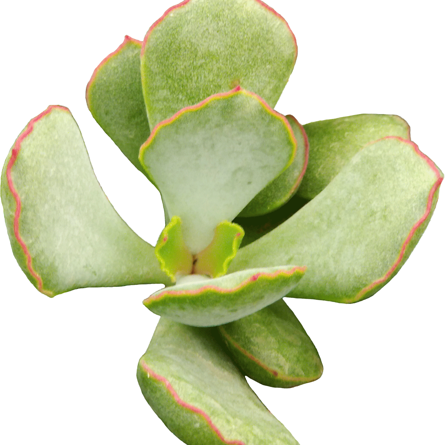 Cotyledon papillaris 'Choco Line' - 2.5" Succulent