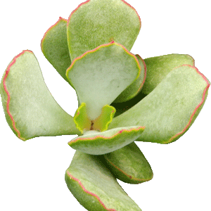 Cotyledon papillaris 'Choco Line' - 2.5" Succulent
