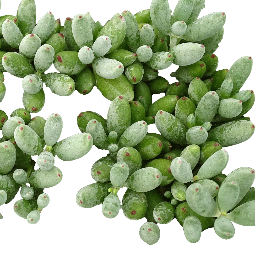 Cotyledon Happy Day - 2.5" Succulent