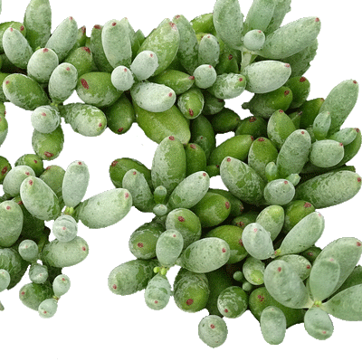Cotyledon Happy Day - 2.5" Succulent
