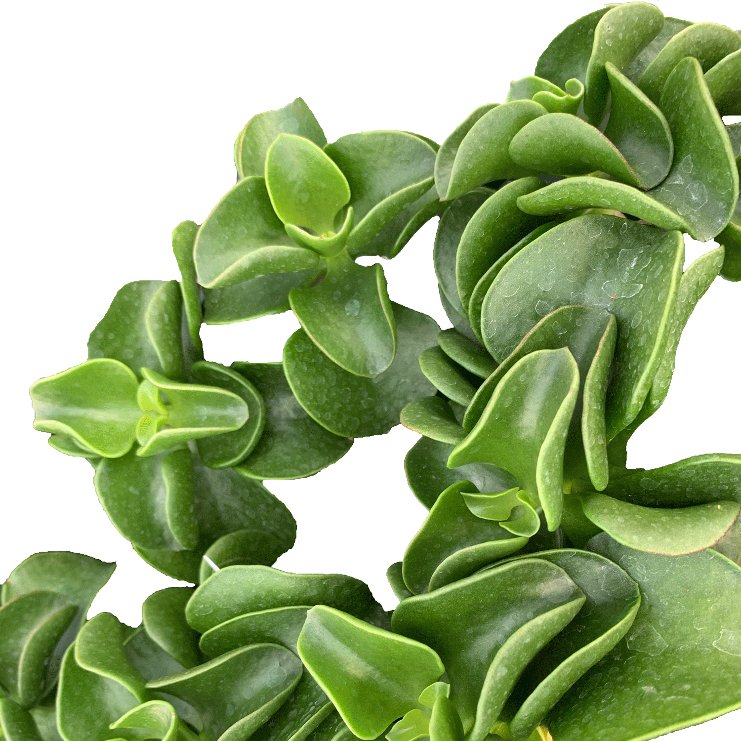 Cotyledon  Orbiculata - 2.5" Succulent