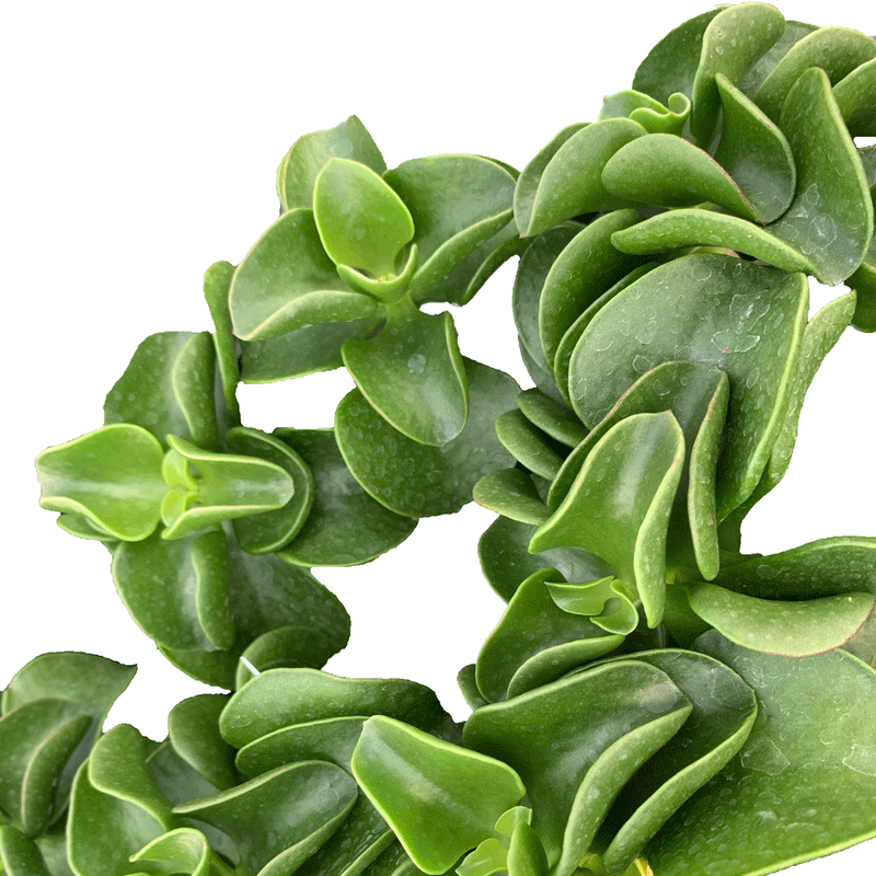 Cotyledon  Orbiculata - 2.5" Succulent