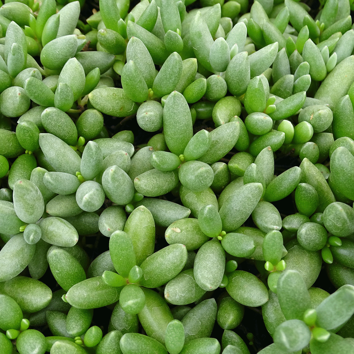 Cotyledon orb Tiny Wonder - 2.5" Succulent