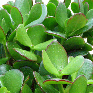 Crassula ovata Large Jade - 2.5" Succulent