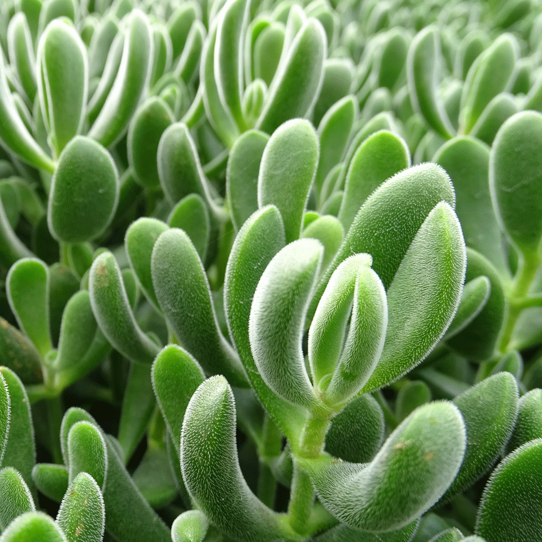Crassula rogersii - 2.5" Succulent