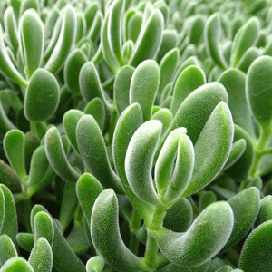Crassula rogersii - 2.5" Succulent