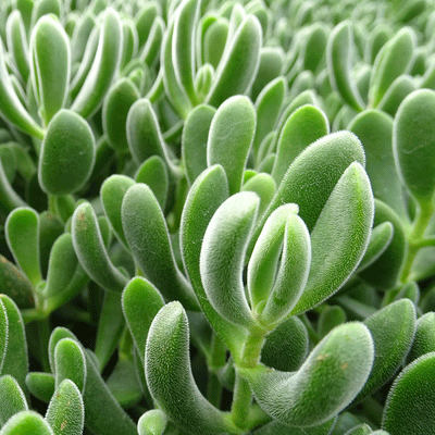 Crassula rogersii - 2.5" Succulent