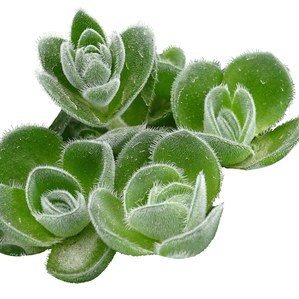 Crassula tomentosa - 2.5" Succulent