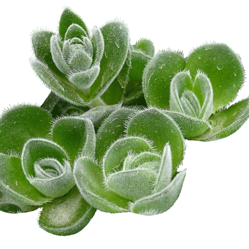 Crassula tomentosa - 2.5" Succulent
