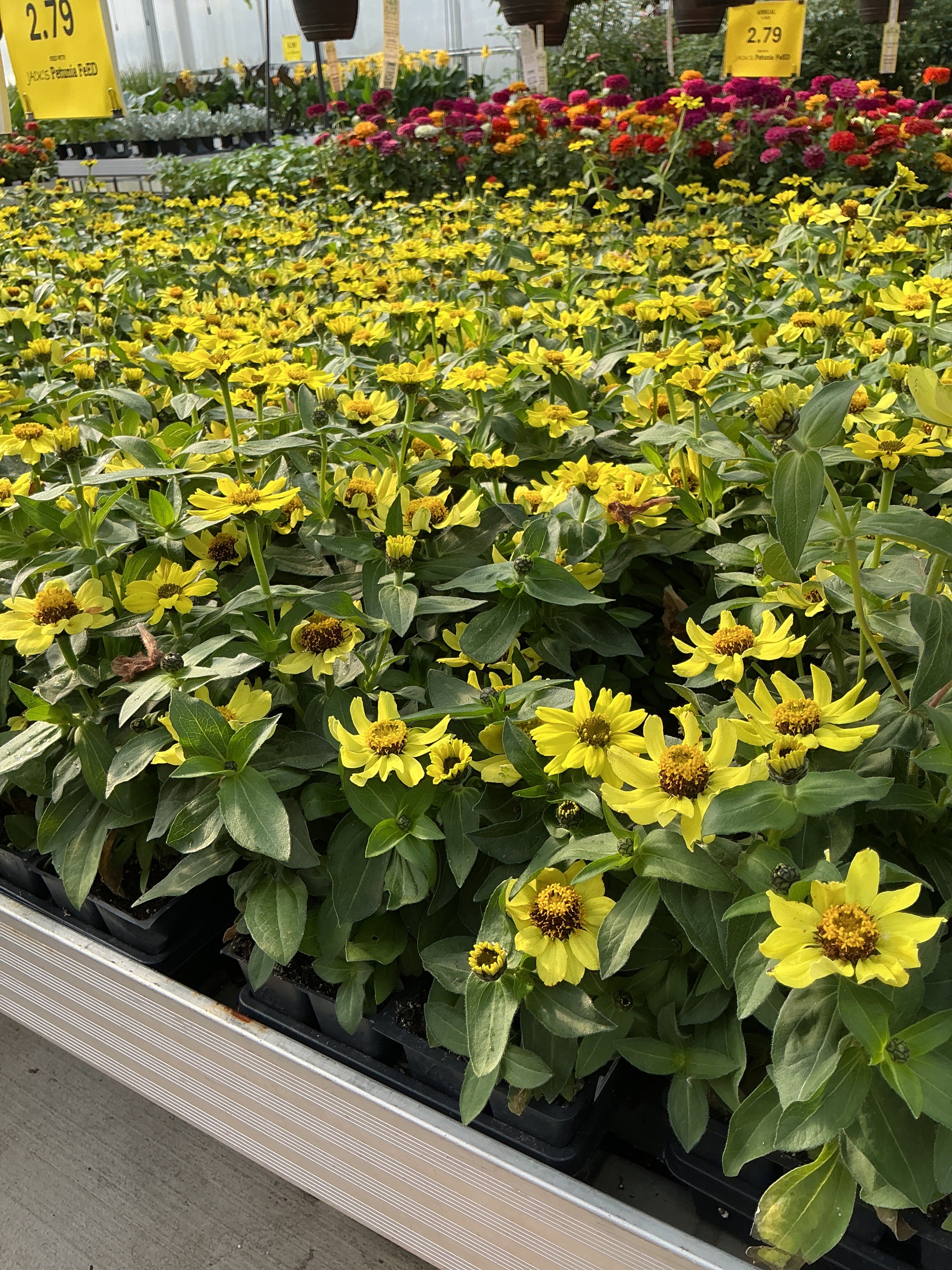 Zinnia Zahara Yellow - 4 Pack Annual