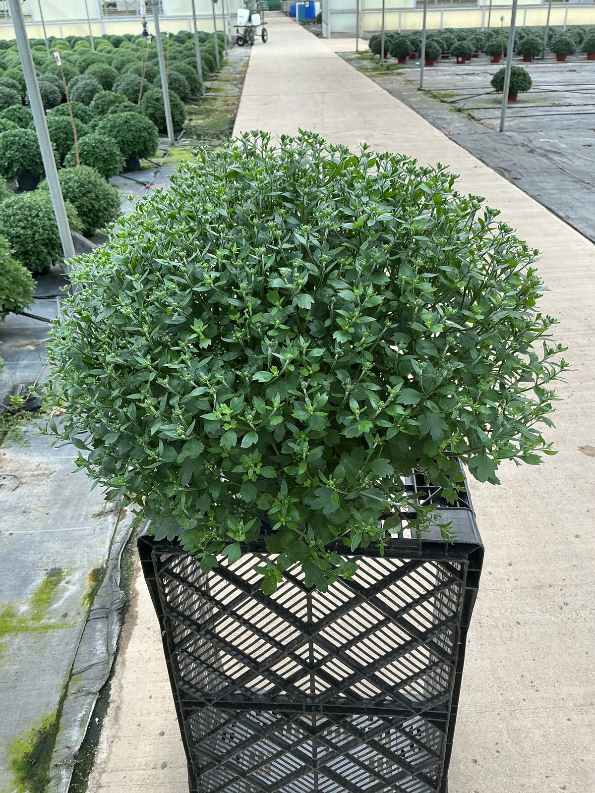 Jacqueline Orange Fusion - 8"x5" Potted Garden Mum