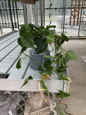 PHILODENDRON CORDATUM