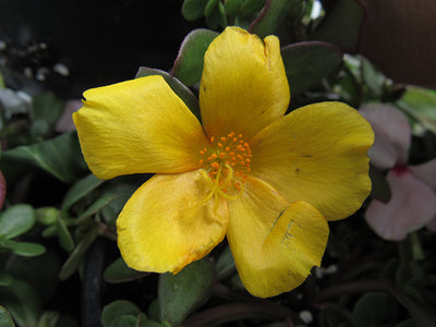Purslane RioGrande Yellow - 4.33" Premium Annual