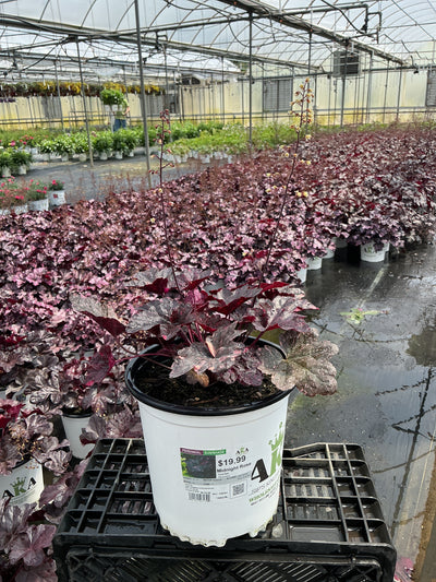 Heuchera Coral Bell Midnight Rose