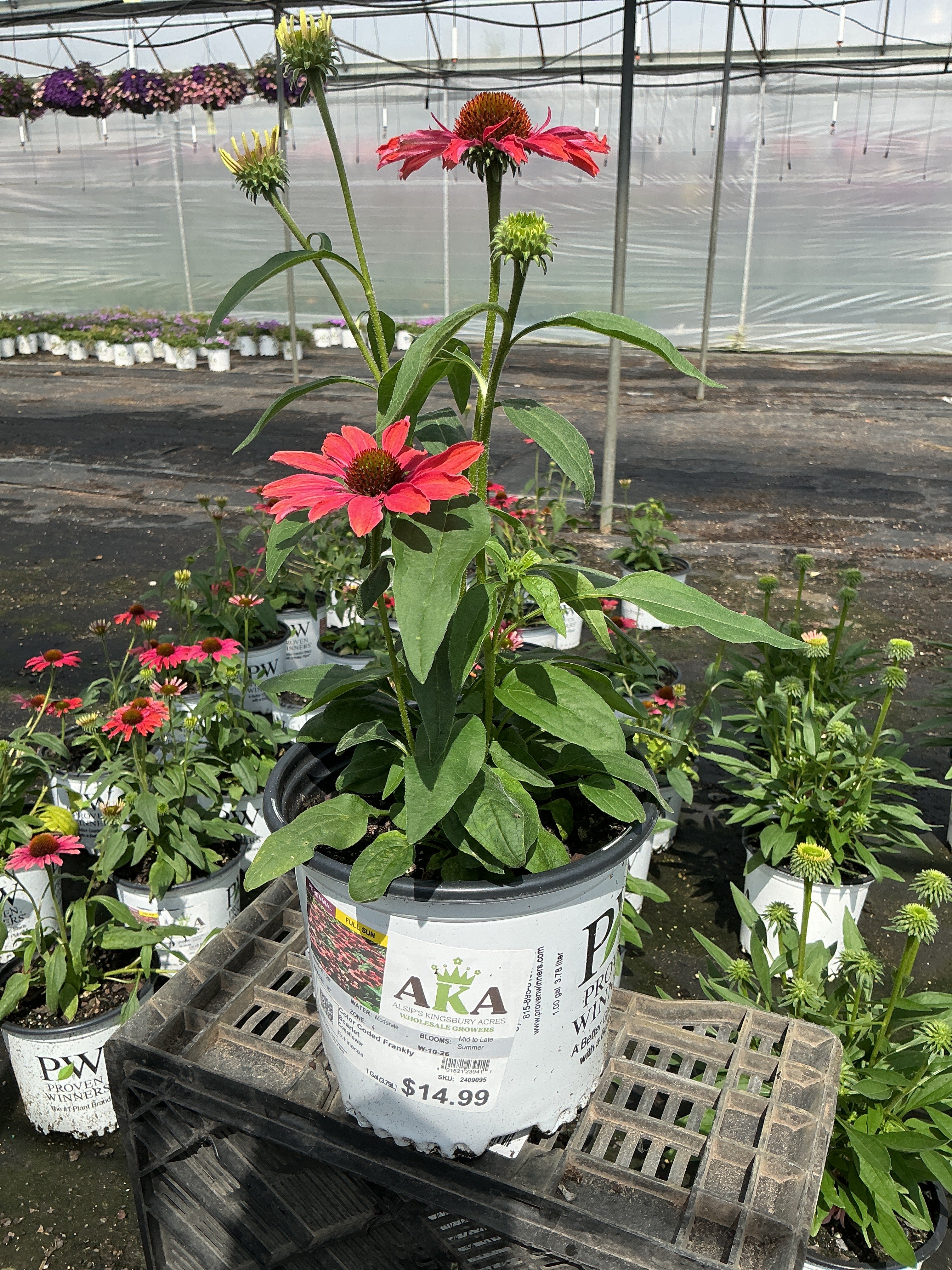 Echinacea Coneflower Color Coded Frankly Scarlet