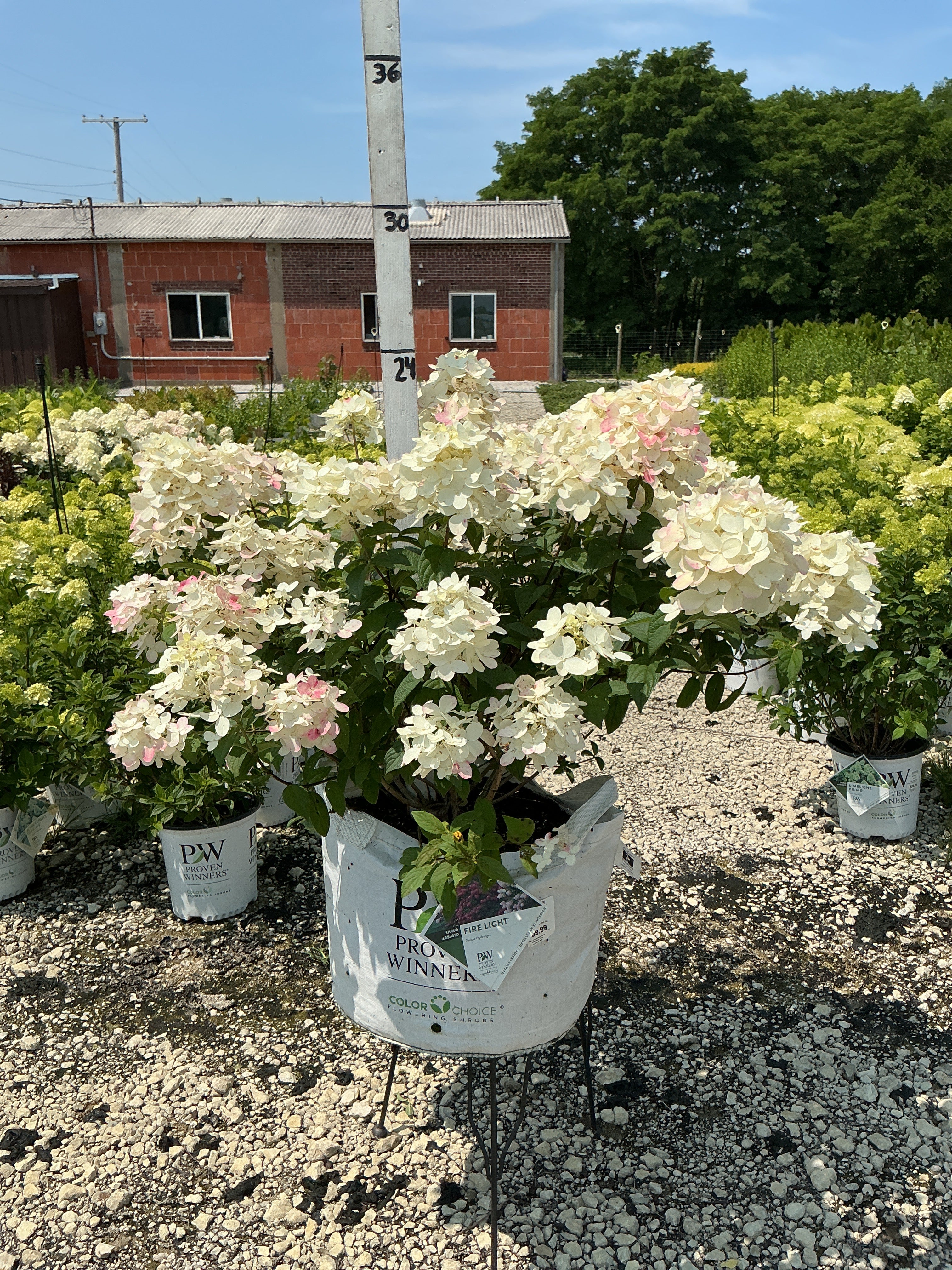 Hydrangea Fire Light