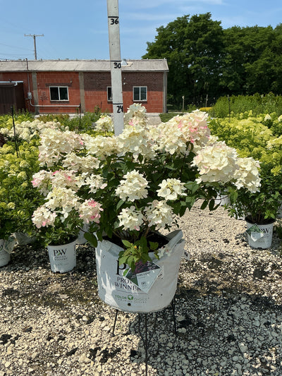 Hydrangea Fire Light