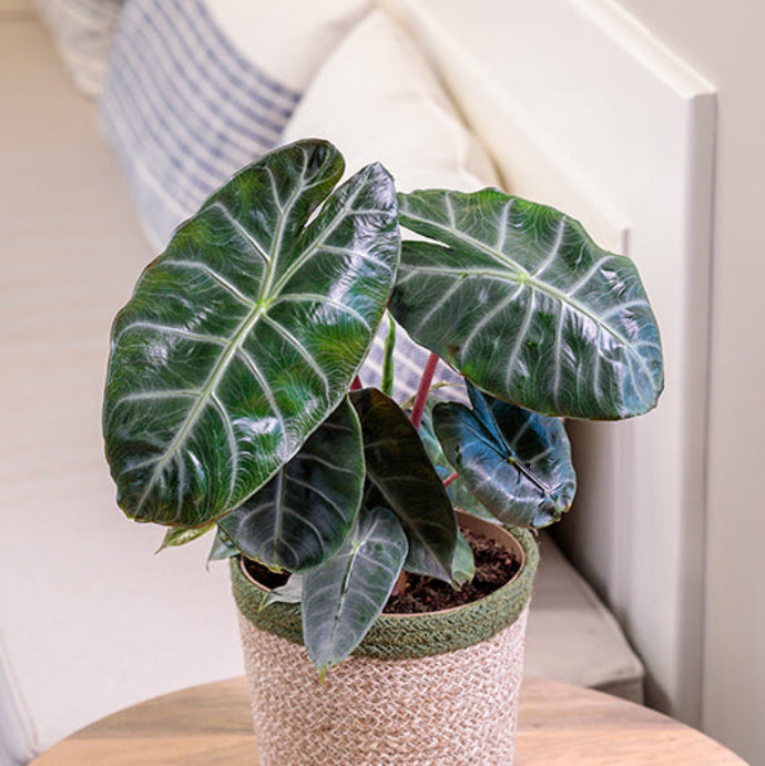 Alocasia Pink Princess - Alocasia baginda - 4" Pot