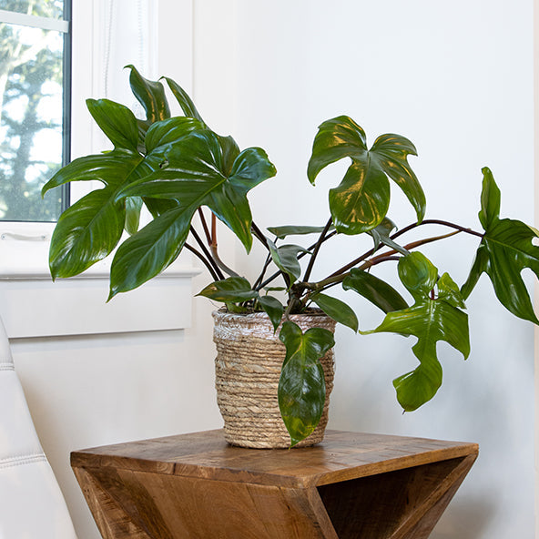 Florida Green Climbing Philodendron - Philodendron sp - 4" Pot