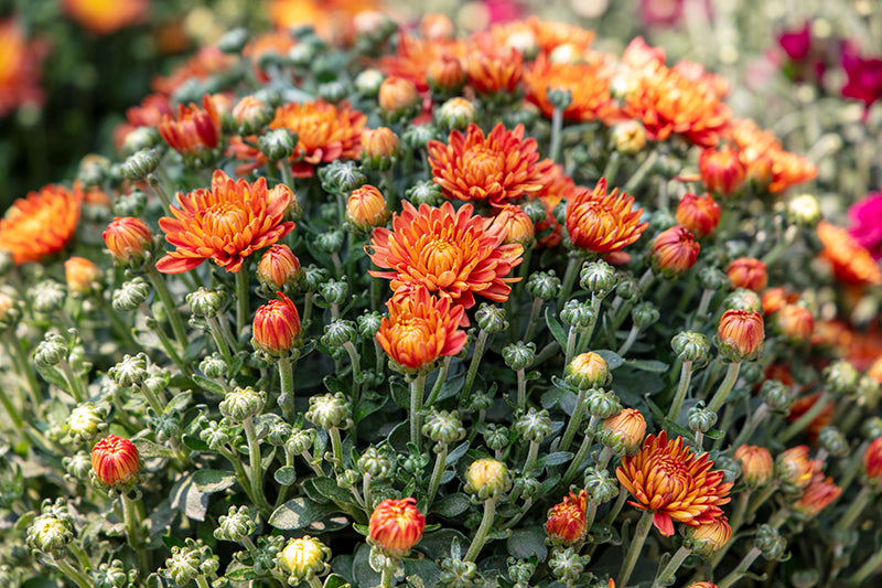 Blazing Orange - 9"x6" Potted Garden Mum