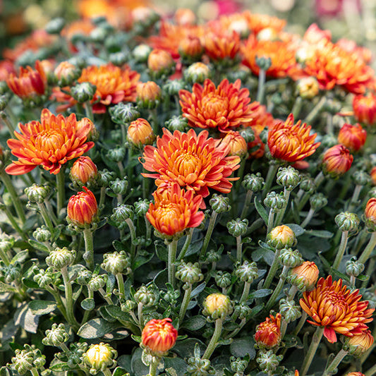 Blazing Orange - 11" Garden Mum Hanging Basket