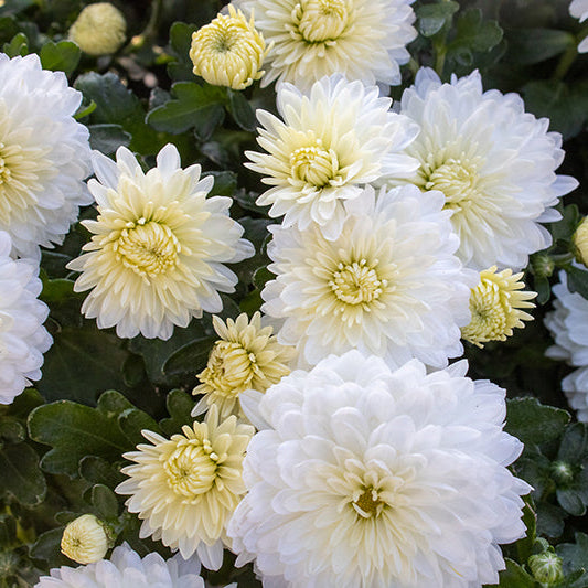 Celestial White - 8" Garden Mum Hanging Basket