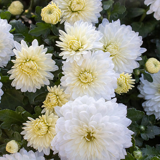 Celestial White - 9"x6" Potted Garden Mum