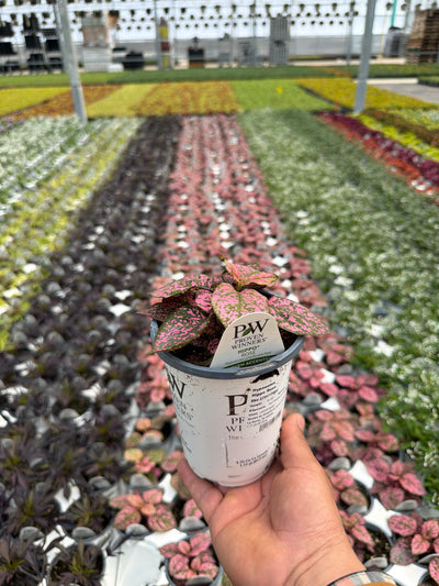 Hypoestes Hippo Rose - 4.25" Proven Winners Annual