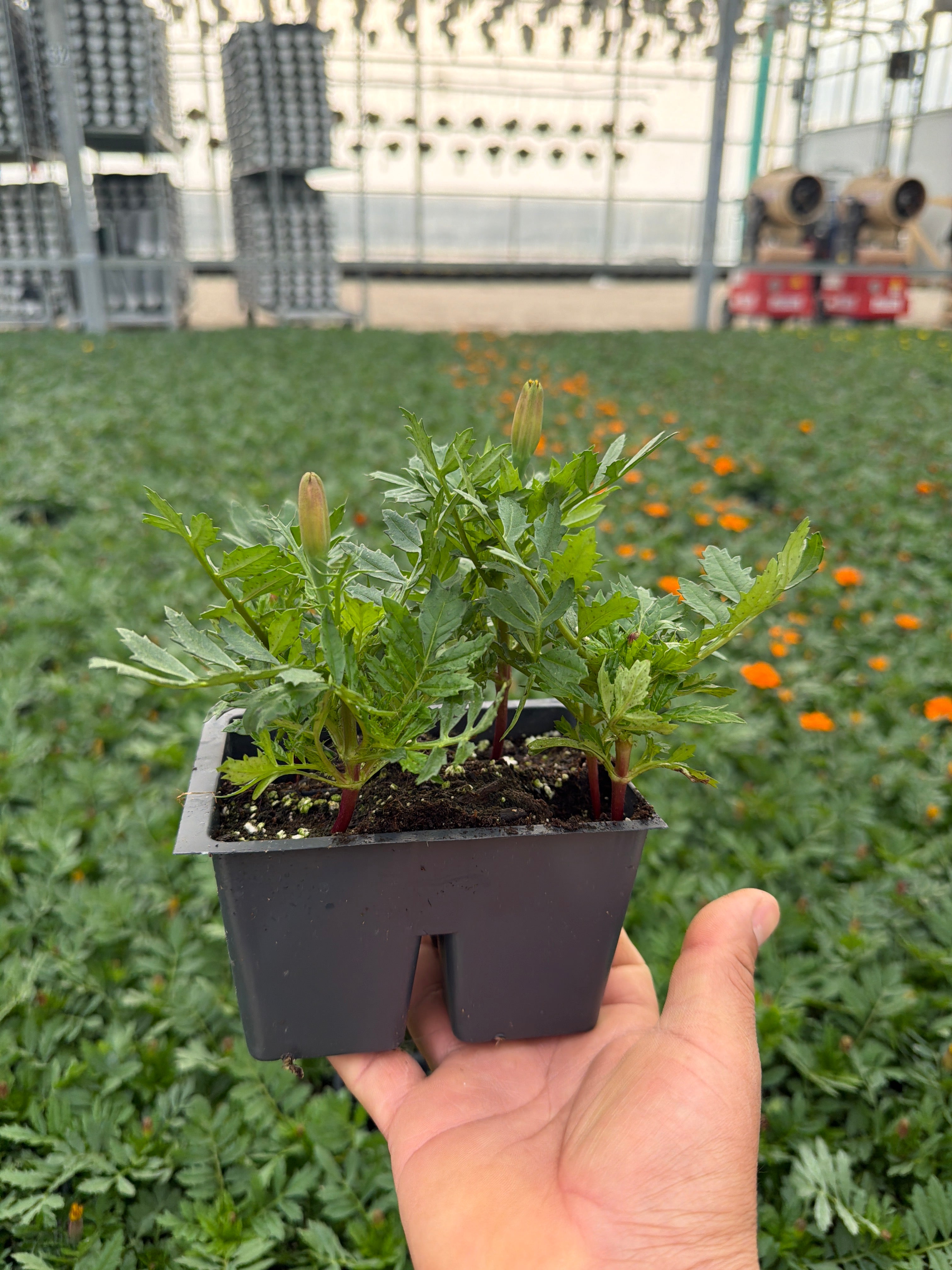 Marigold Durango Outback Mix - 4 Pack Annual