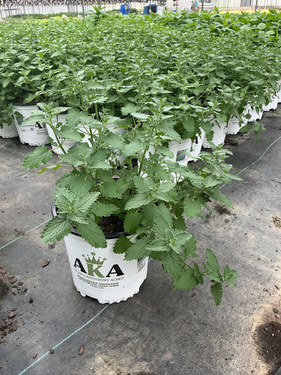 Nepeta Catmint Walkers Low