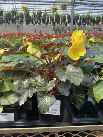 Begonia Nonstop Mocca Yellow - 4.5" Potted Begonia
