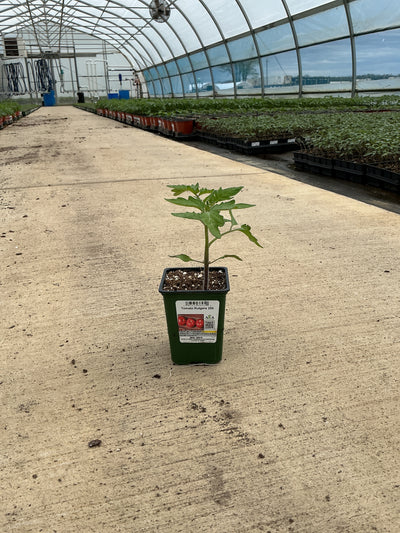 Tomato Rutgers 250 - 4" Potted Vegetable