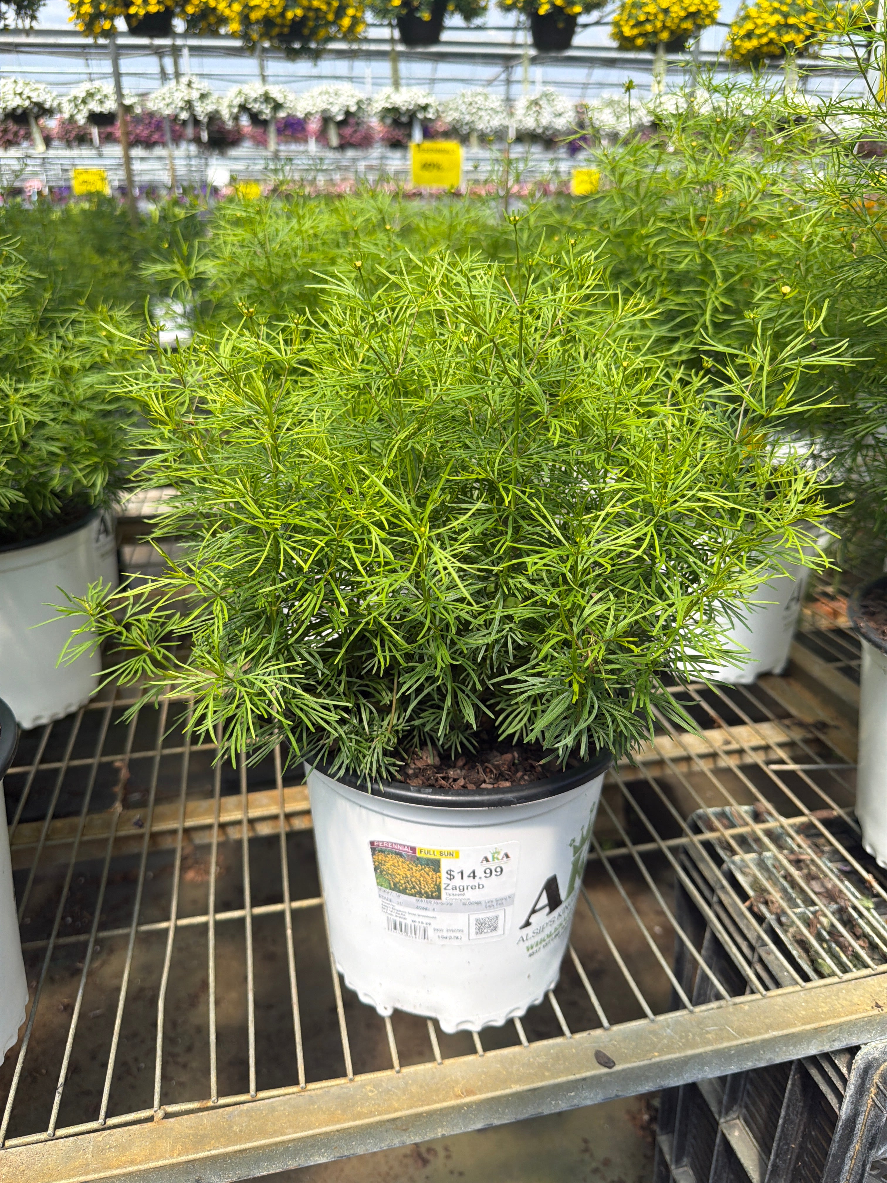 Coreopsis Tickseed Zagreb