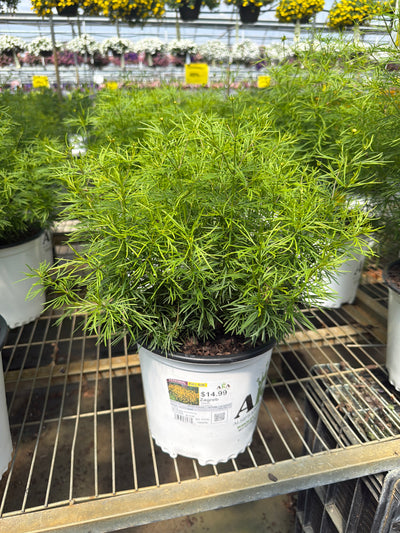 Coreopsis Tickseed Zagreb