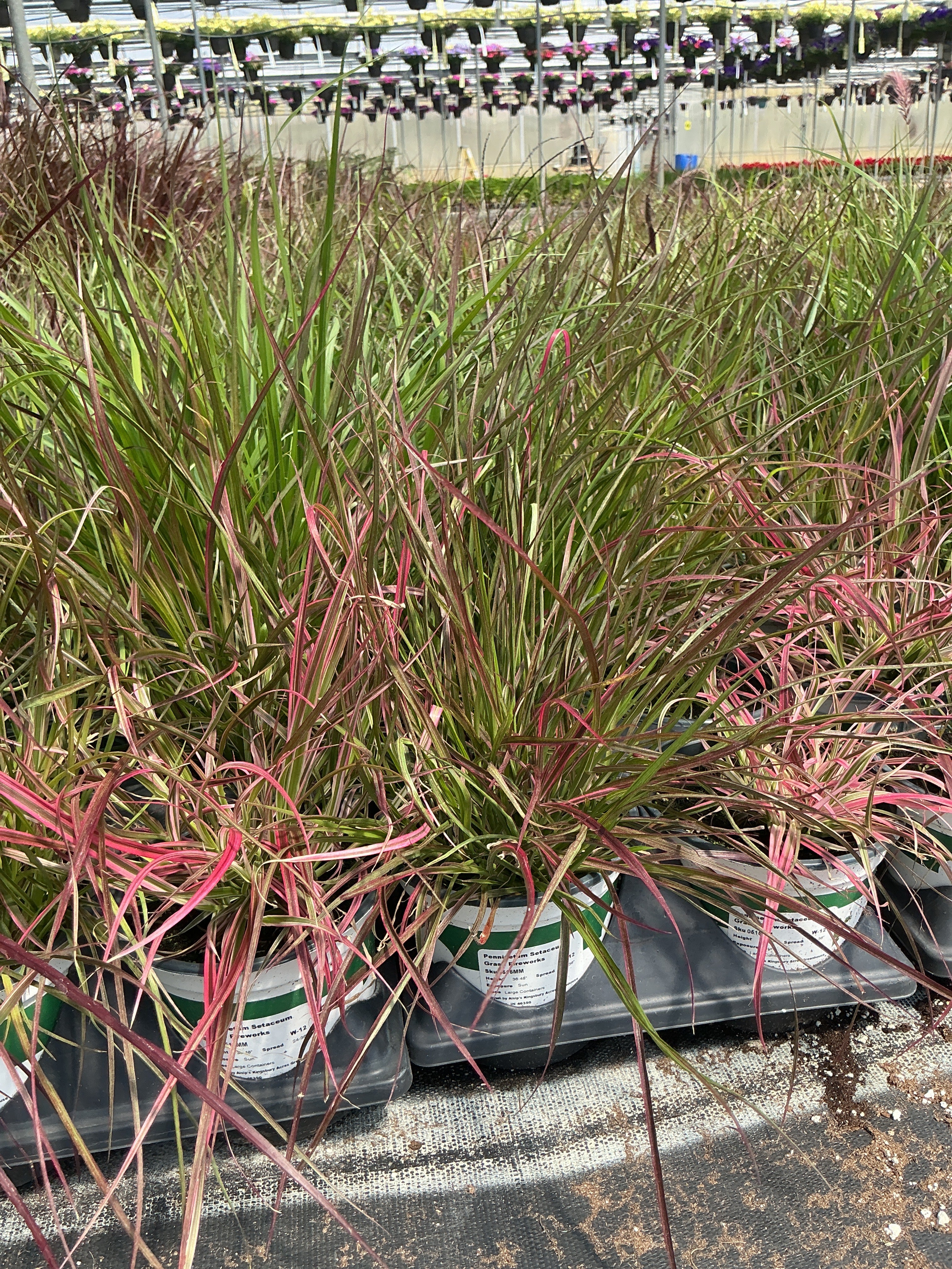 Pennisetum setaceum Fireworks - 5" Premium Thriller Annual
