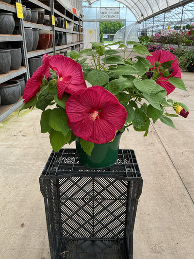 Luna Red Hardy Hibiscus - 9" Perennials