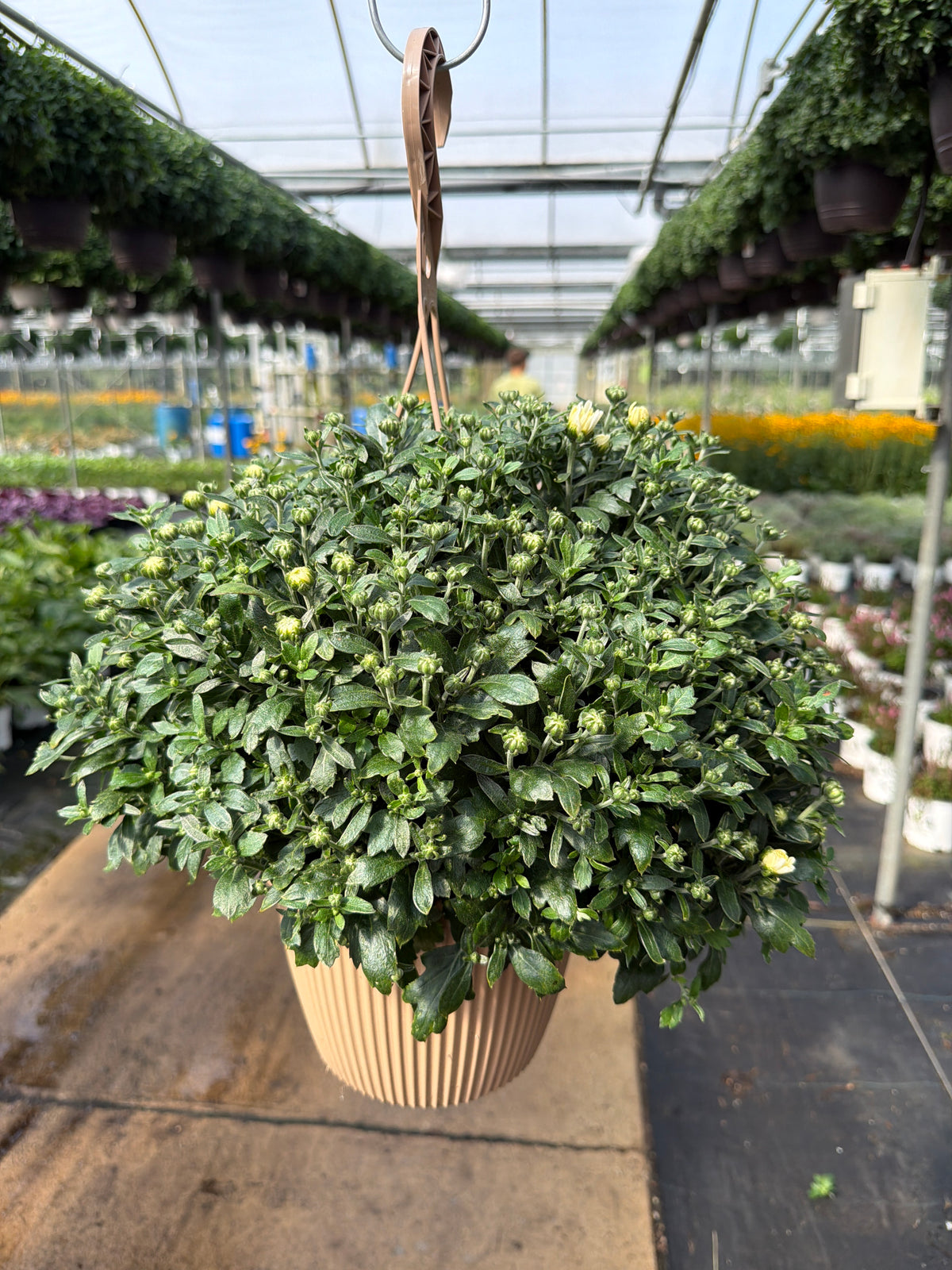 Celestial White - 8" Garden Mum Hanging Basket