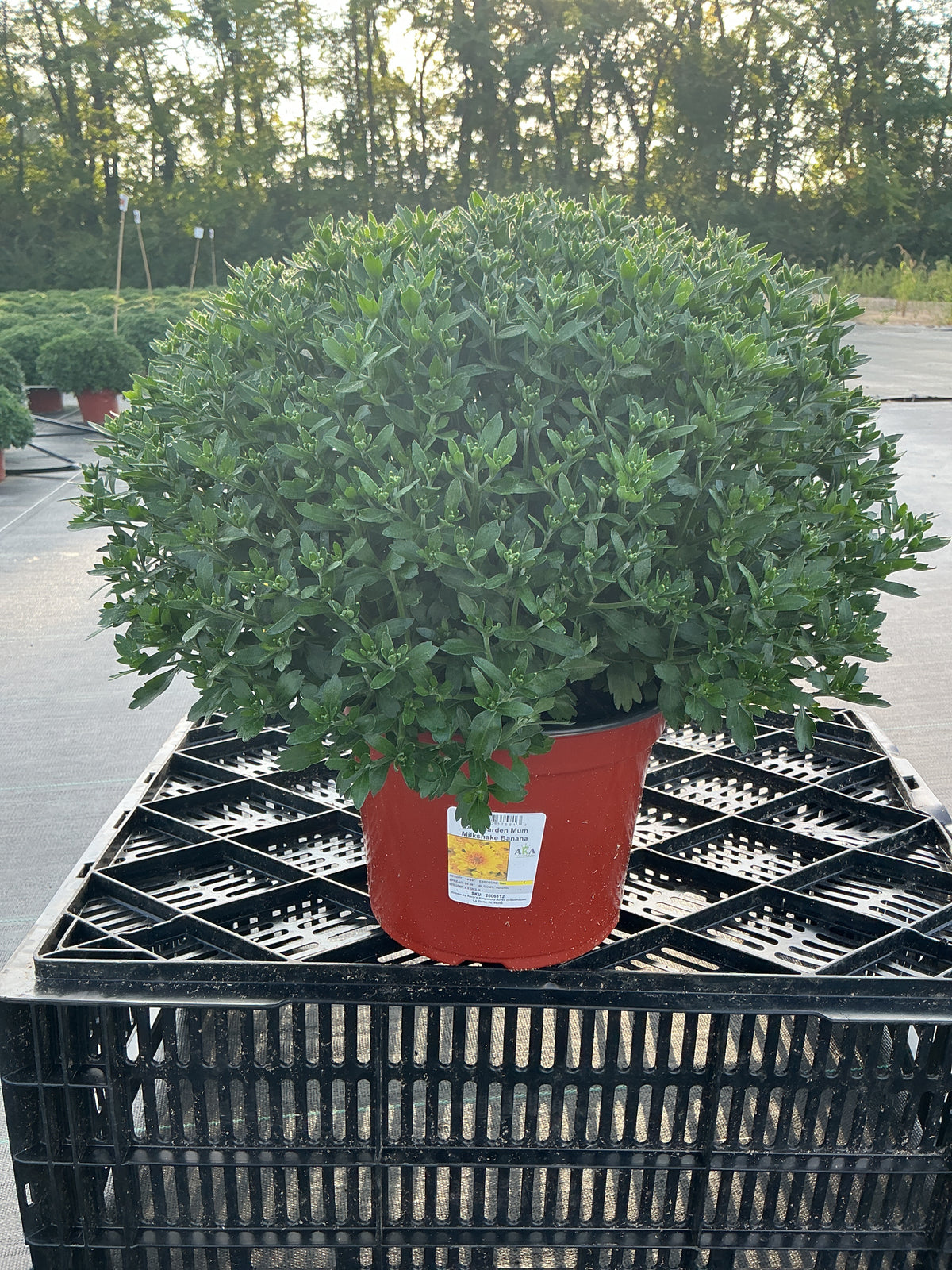 Milkshake Banana Yellow - 8"x6" Potted Garden Mum