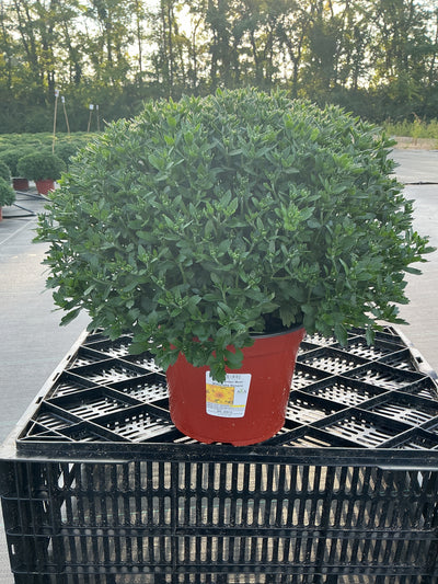 Milkshake Banana Yellow - 8"x6" Potted Garden Mum