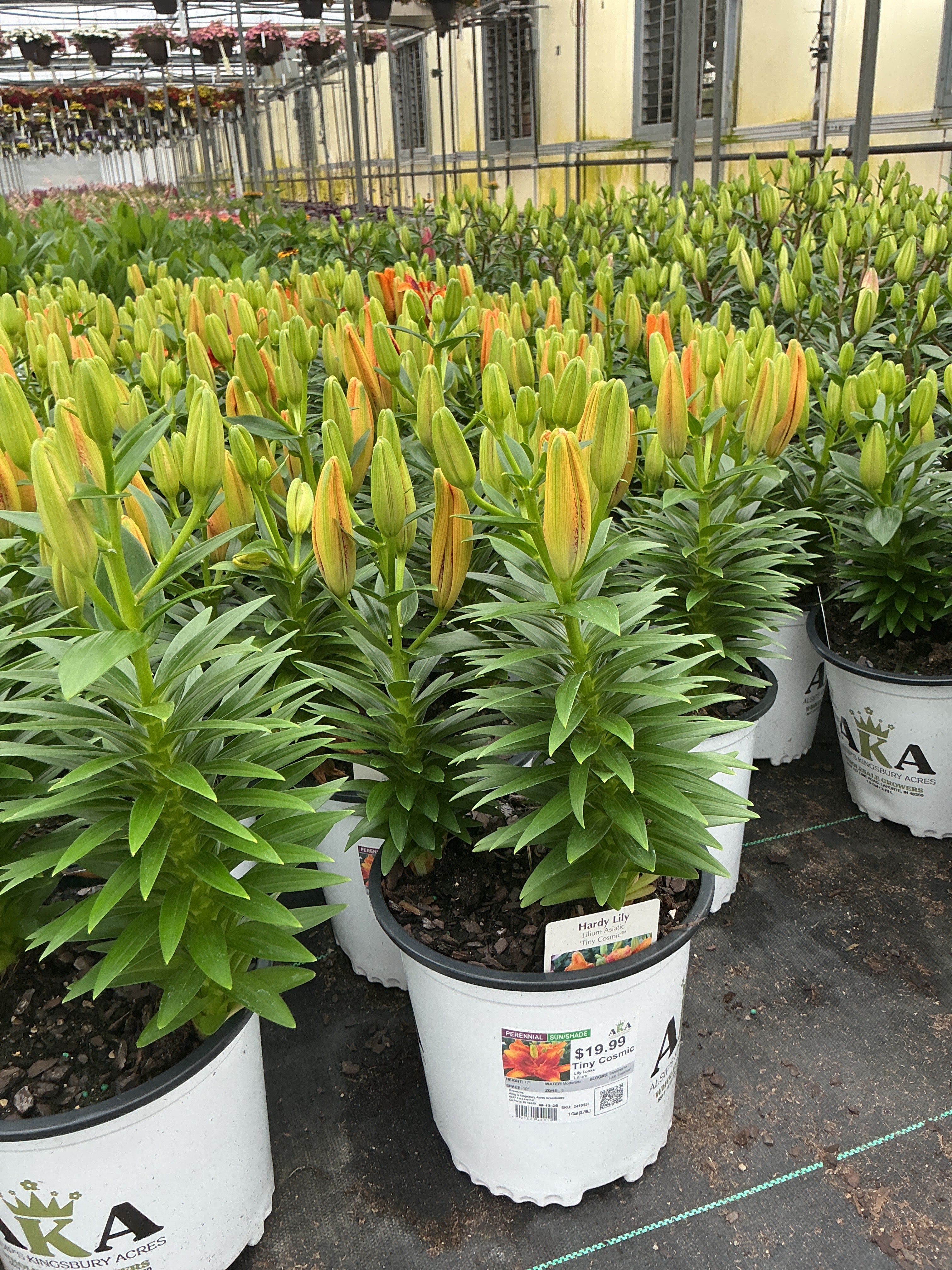 Lilium Lily Lily Looks Tiny Cosmic